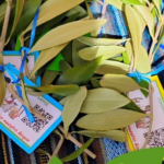 Bendición de ramos - Semana Santa